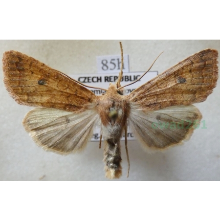 Agrochola circellaris (Hufnagel, 1766) Źrenicówka rudawka Czech85h